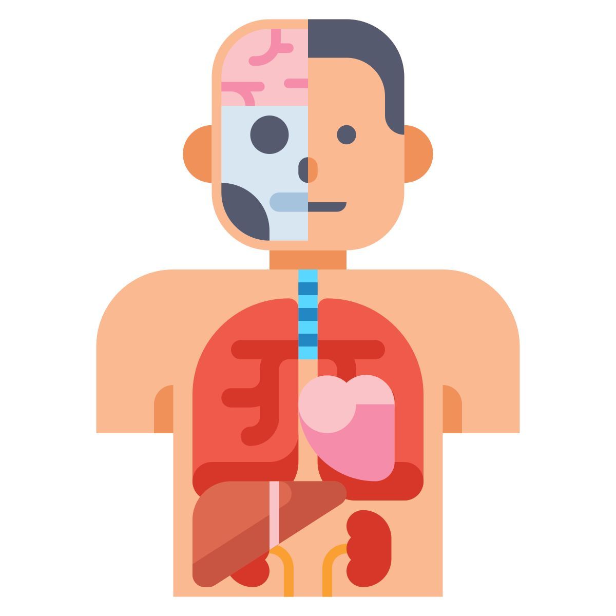 human organs icon
