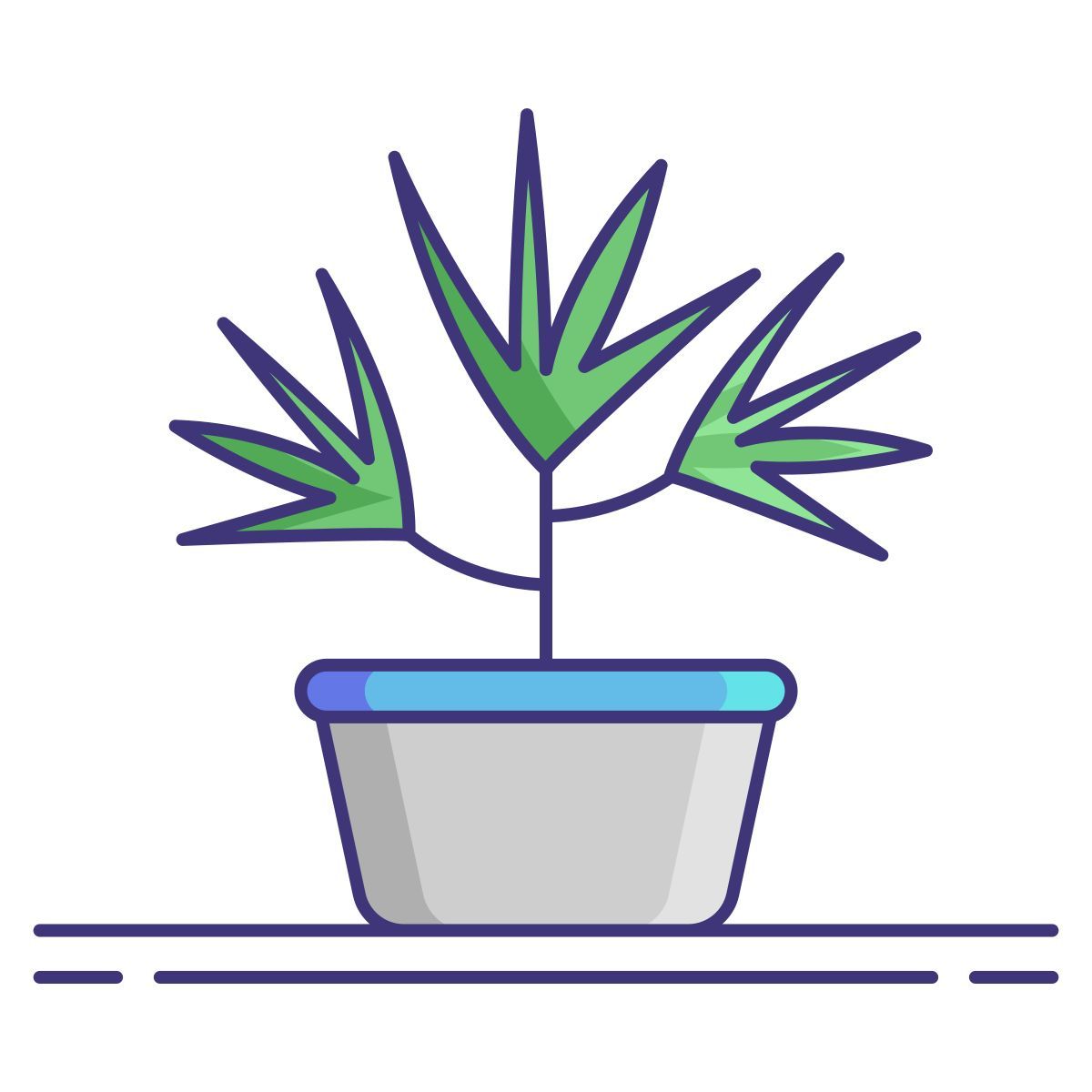drachenbaum Icon