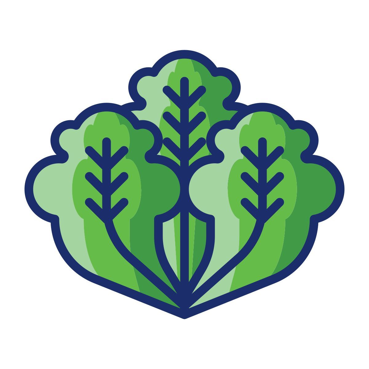 lettuce icon