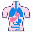 external anatomy-anatomy-flaticons-lineal-color-flat-icons-3 icon
