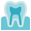 external Tooth-organ-anatomy-hidoc-kerismaker icon