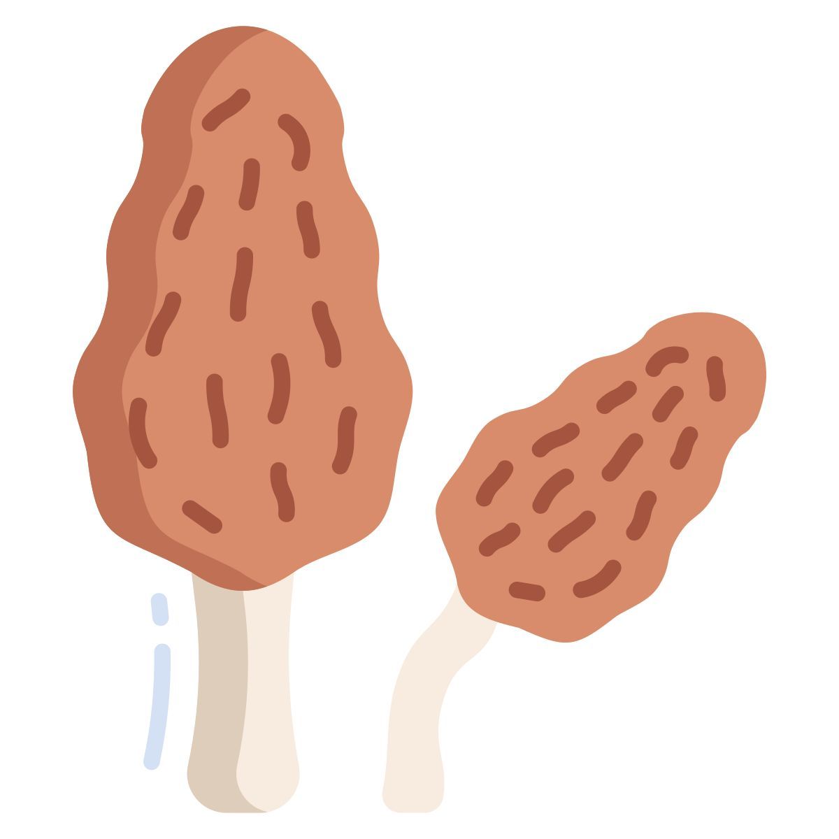 morel mushrooms icon