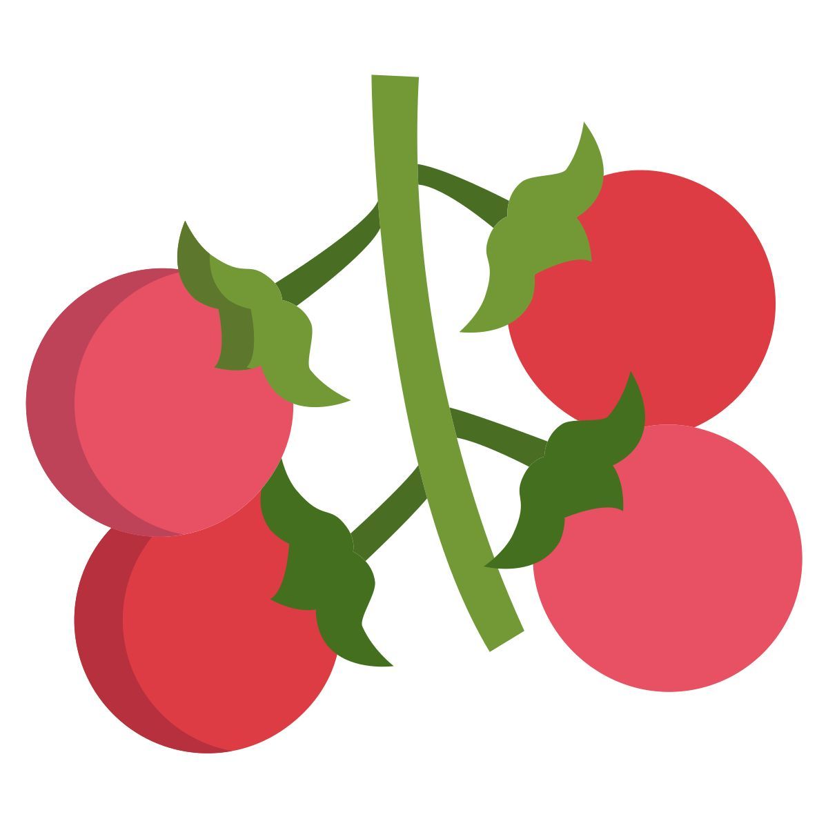 cherry tomato icon