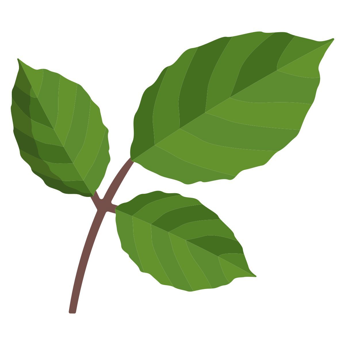 leaf icon