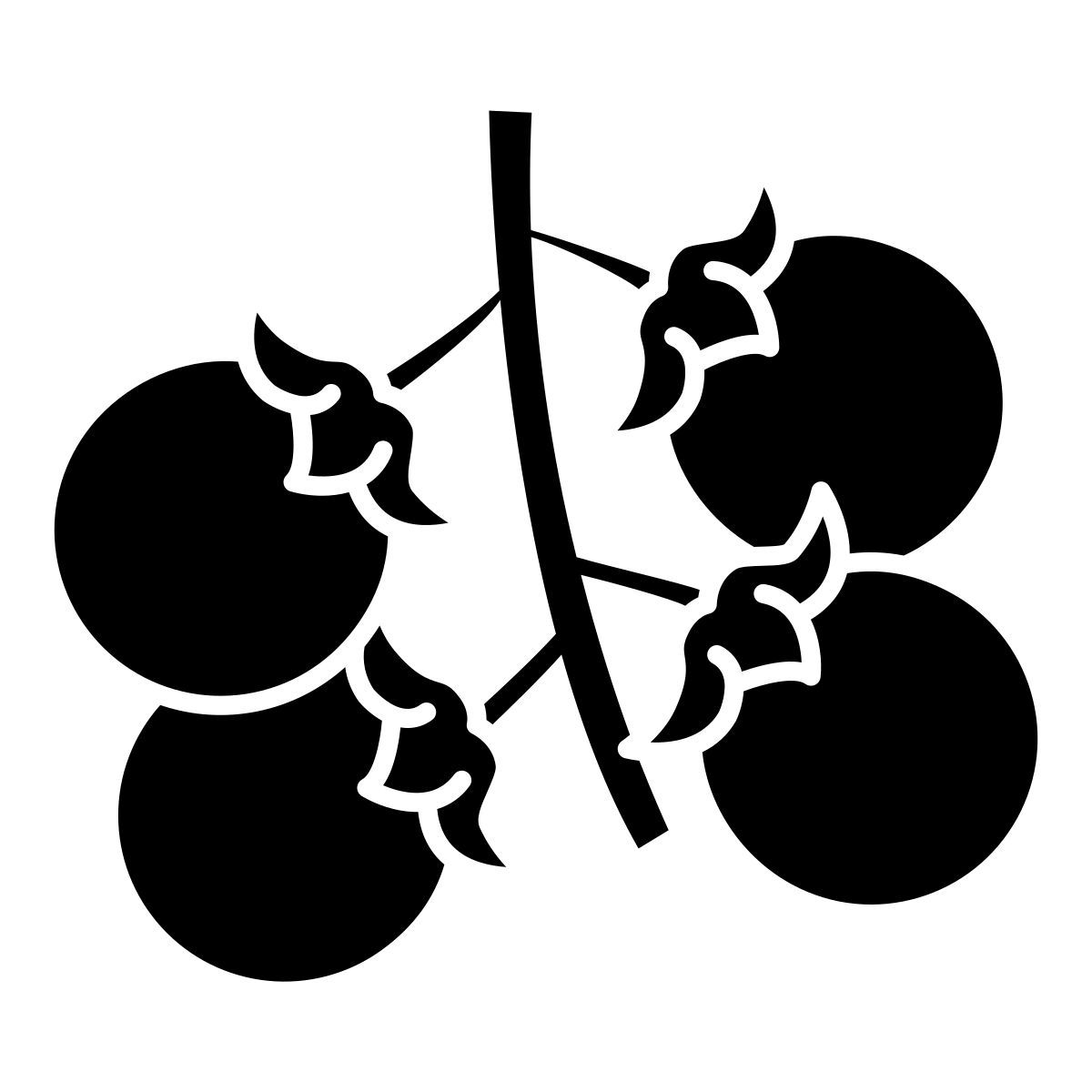 cherry tomato icon