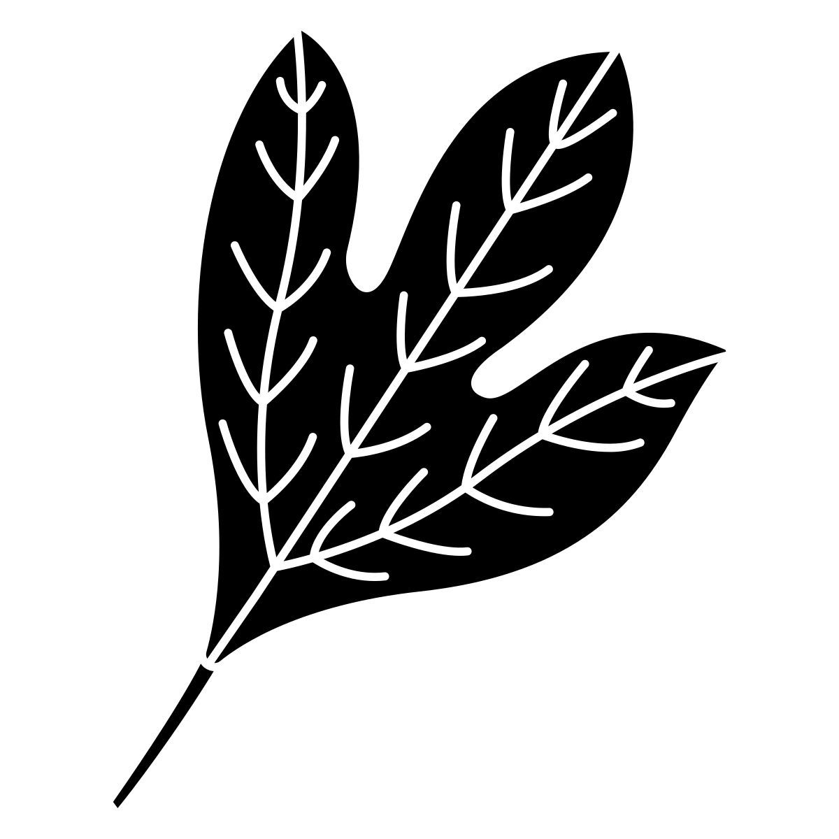 sassafras icon