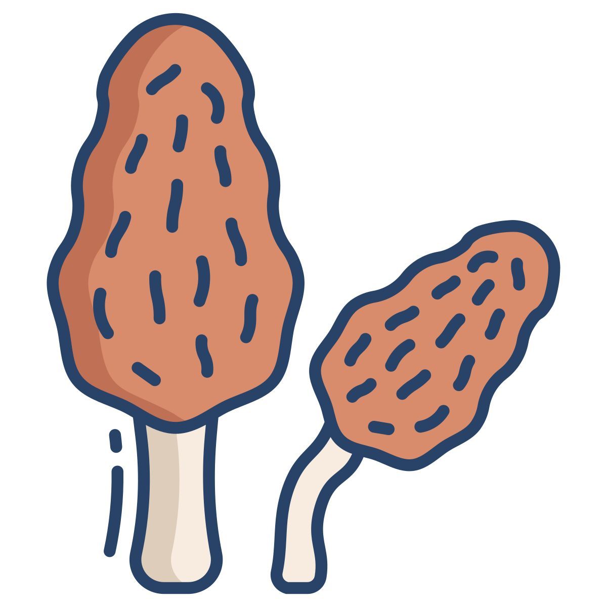 morel mushrooms icon