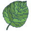 external aspen-leaves-icongeek26-linear-colour-icongeek26 icon