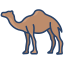 external camel-animal-body-icongeek26-linear-colour-icongeek26 icon