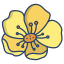 external-buttercup-flower-icongeek26-linear-colour-icongeek26