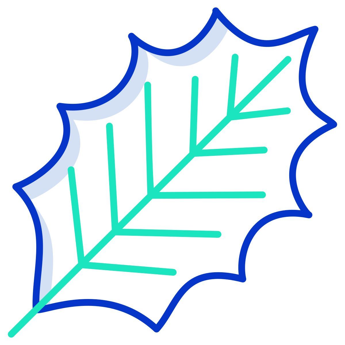 american holly leaf icon