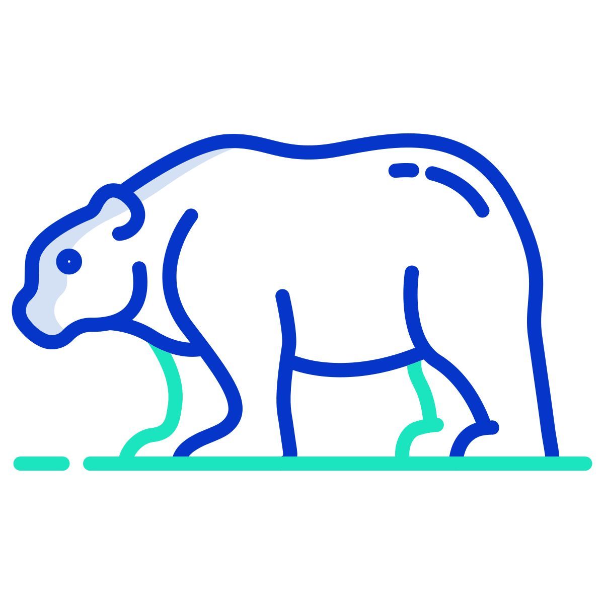 bear icon