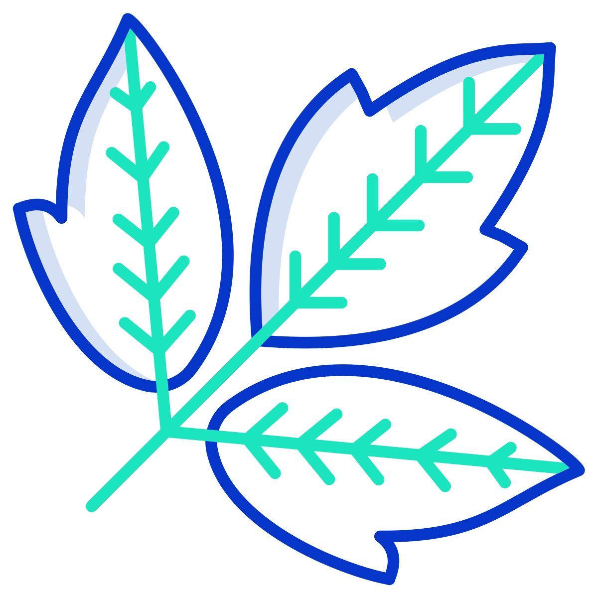 box elder leaf icon