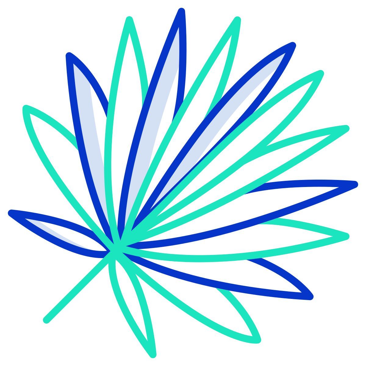 cabbage palmetto leaf icon