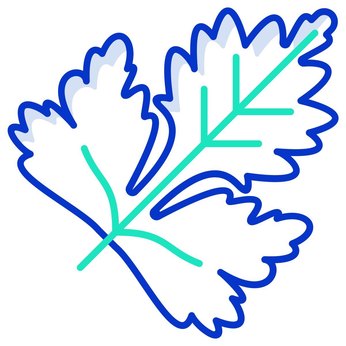 coriander leaf icon