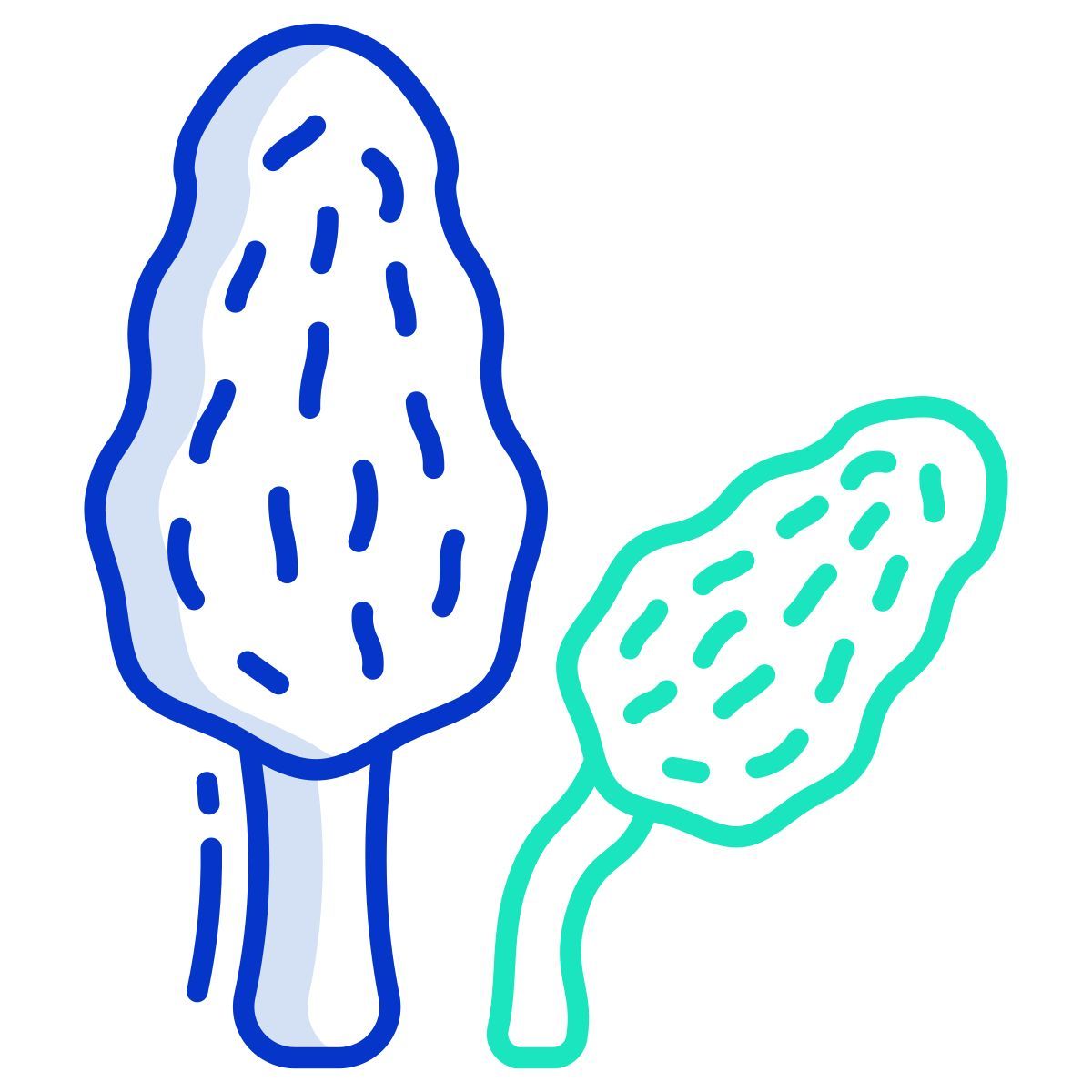 morel mushroom icon