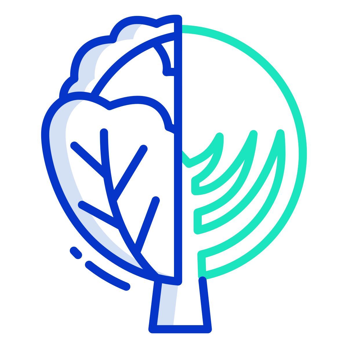 cabbage icon