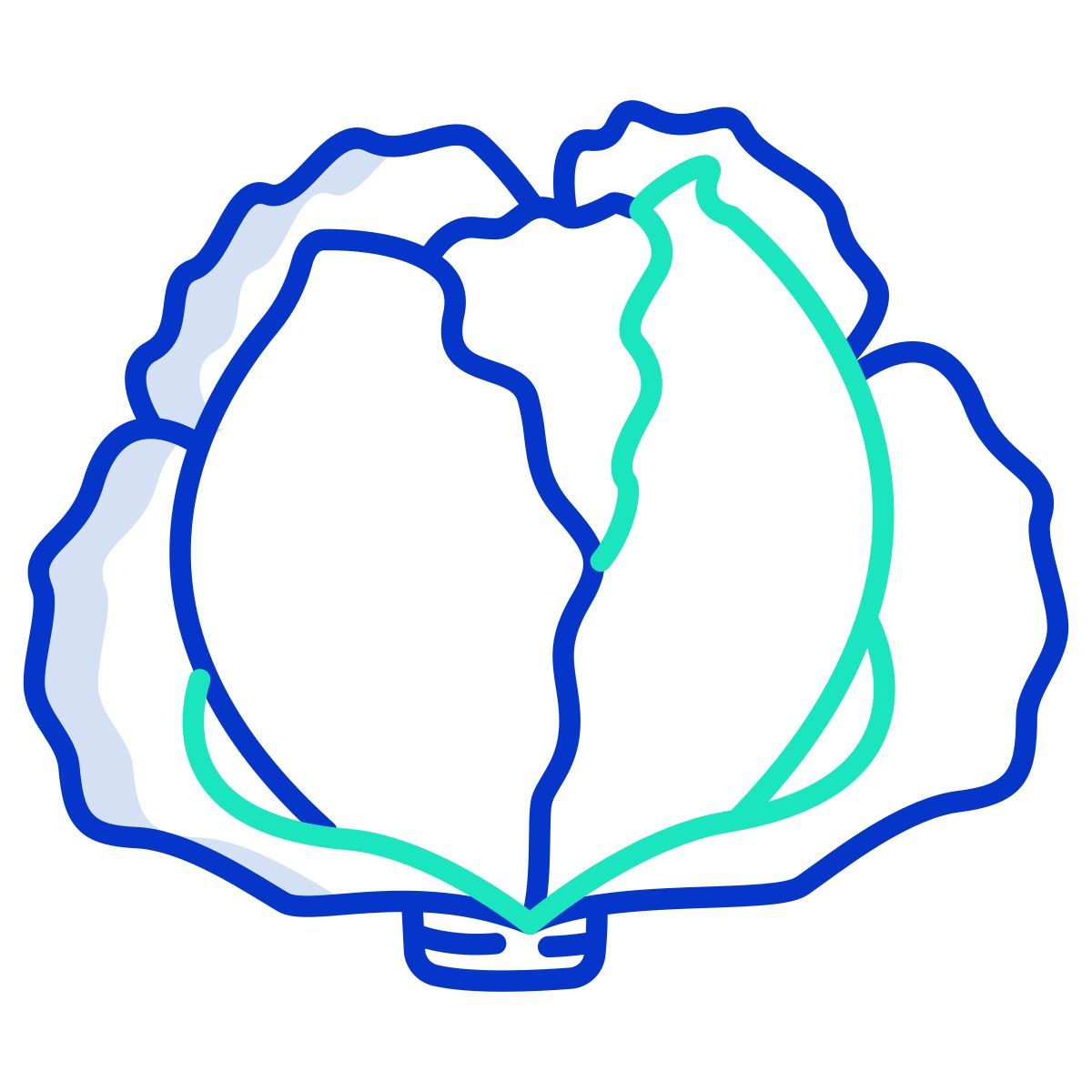cabbage icon