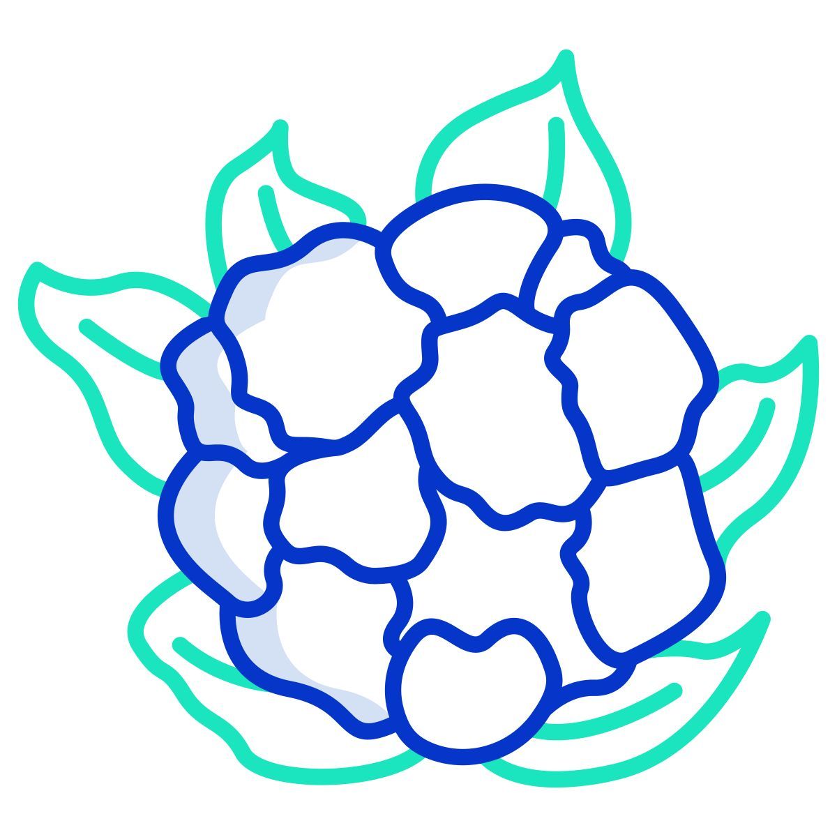 cauliflower icon