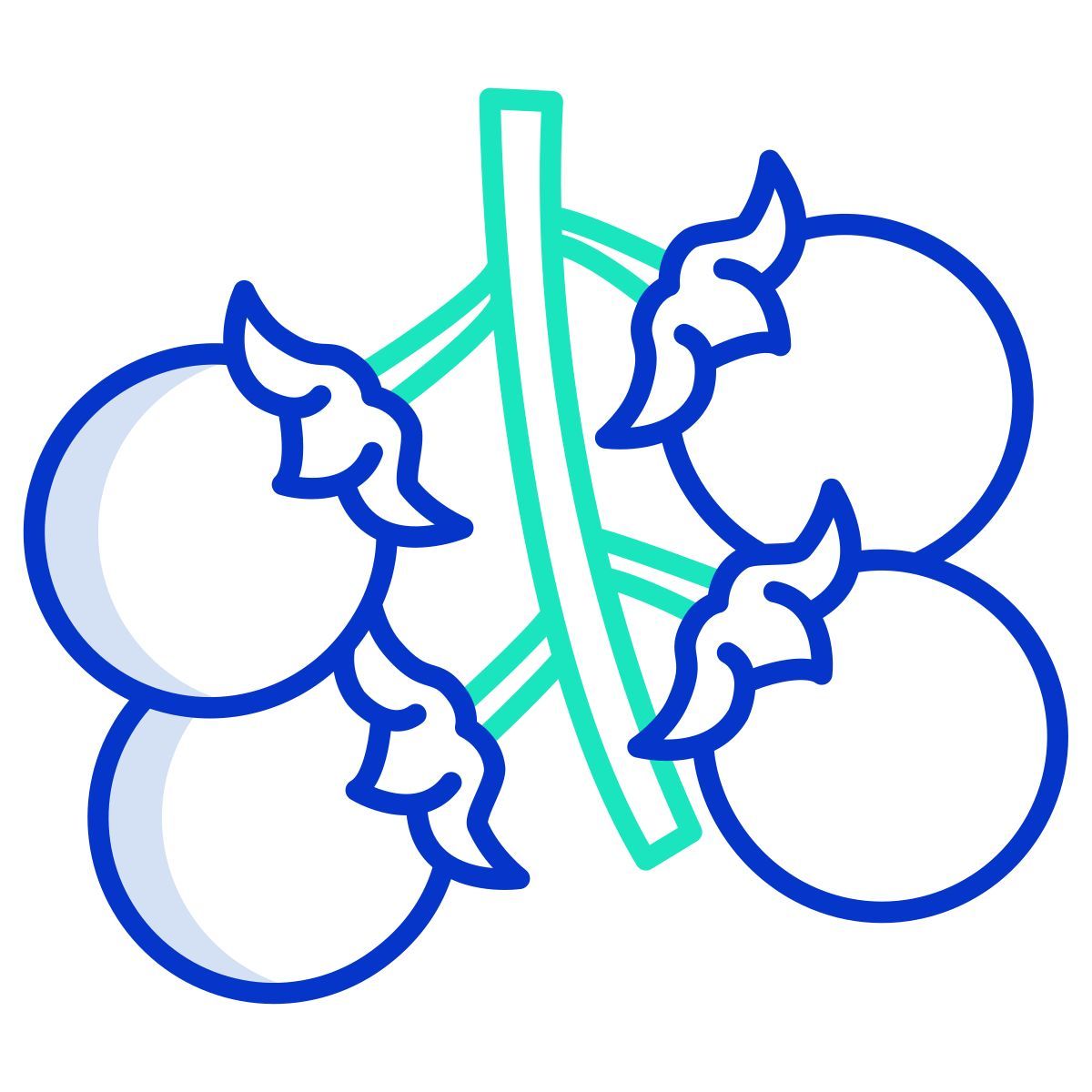 cherry tomato icon
