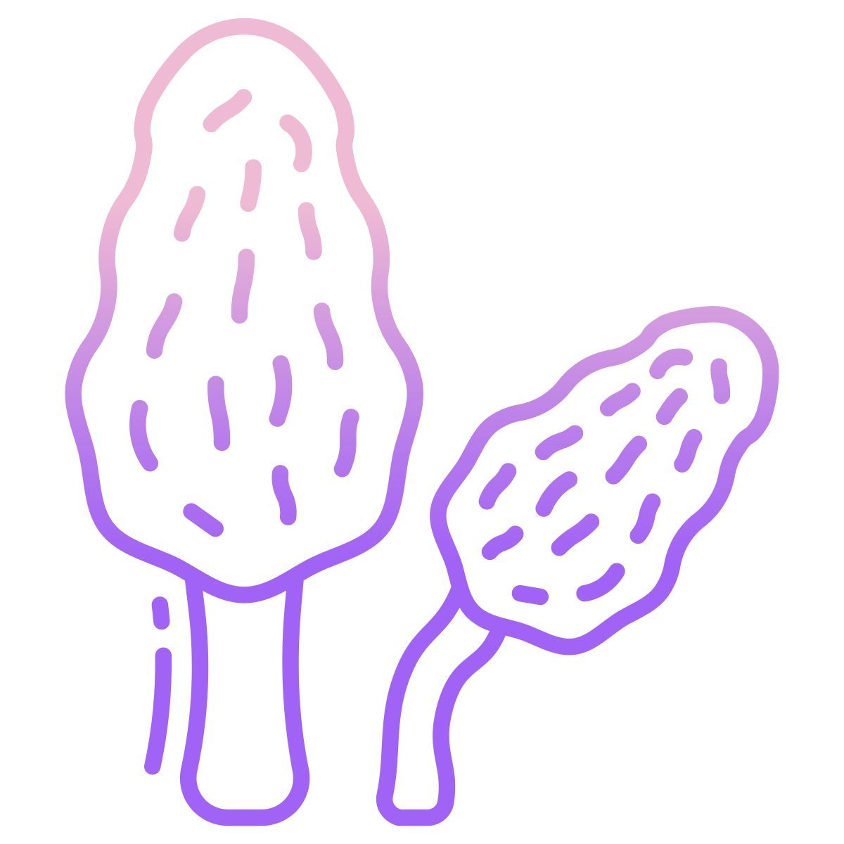 morel mushrooms icon