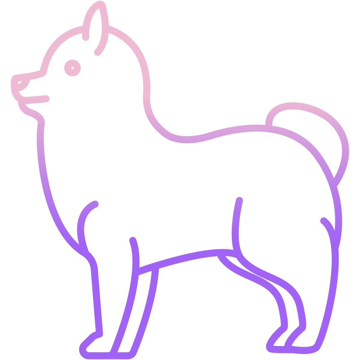 pomeranian icon