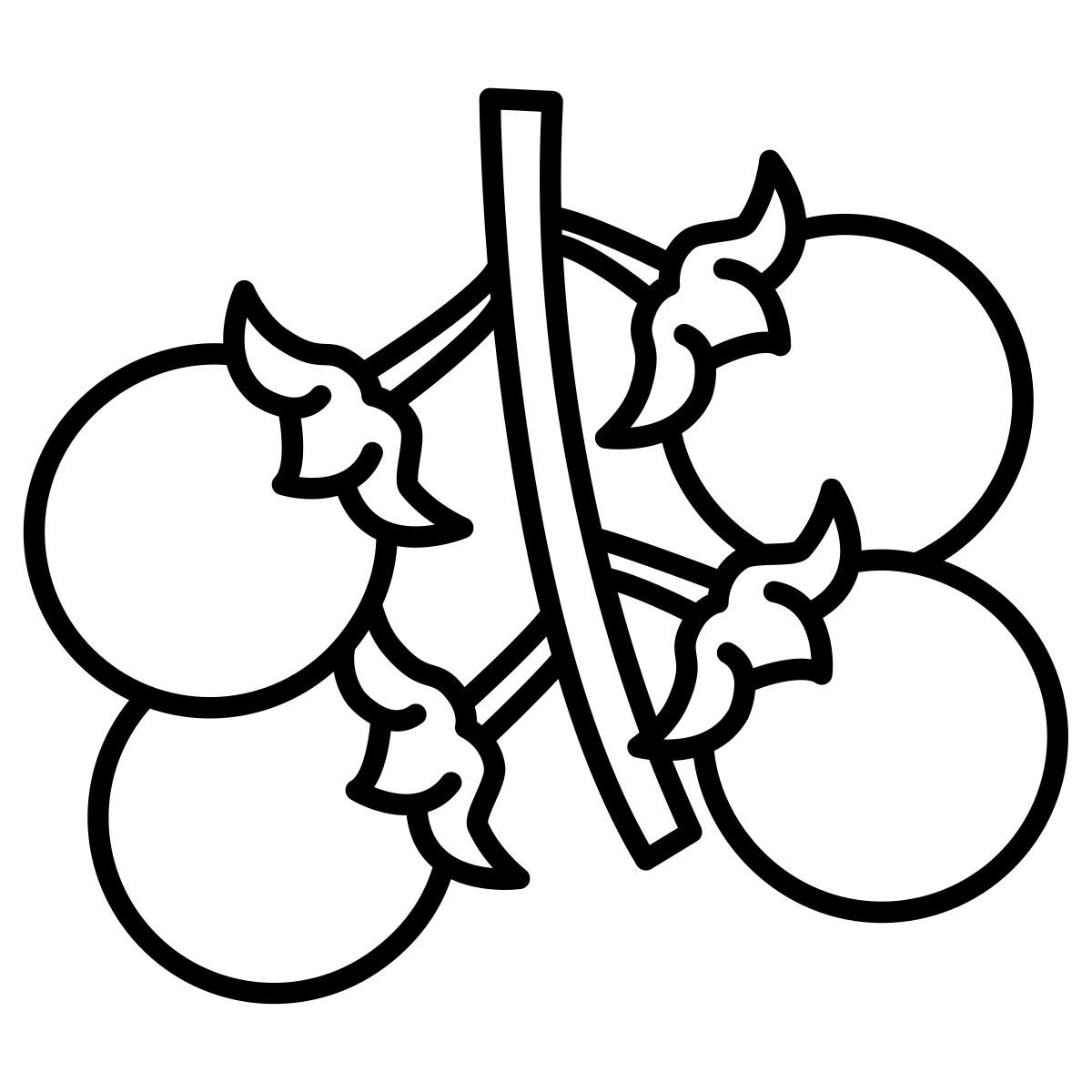 cherry tomato icon