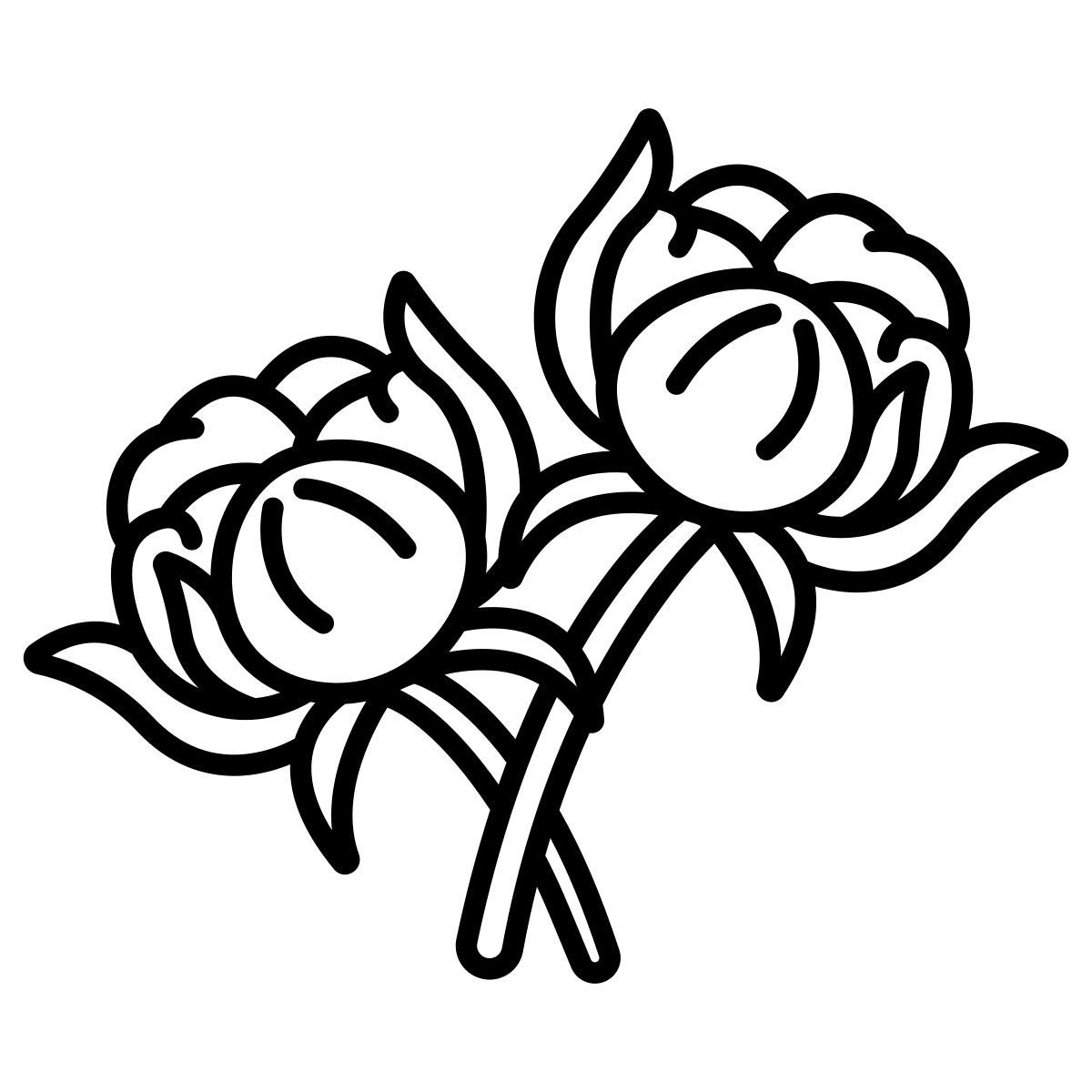 cotton icon