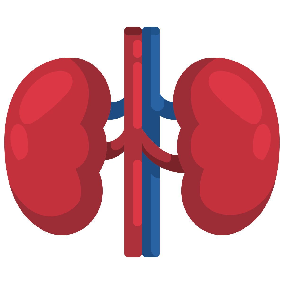 kidney icon