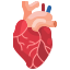 external heart-human-organs-justicon-flat-justicon icon