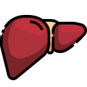 external liver-human-organs-justicon-lineal-color-justicon icon