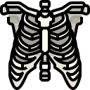 external skeleton-human-organs-justicon-lineal-color-justicon icon