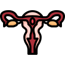 external uterus-human-organs-justicon-lineal-color-justicon icon