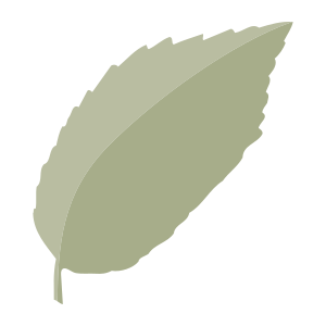 external Leaf-leaves-objects-color-edt.graphics-26 icon