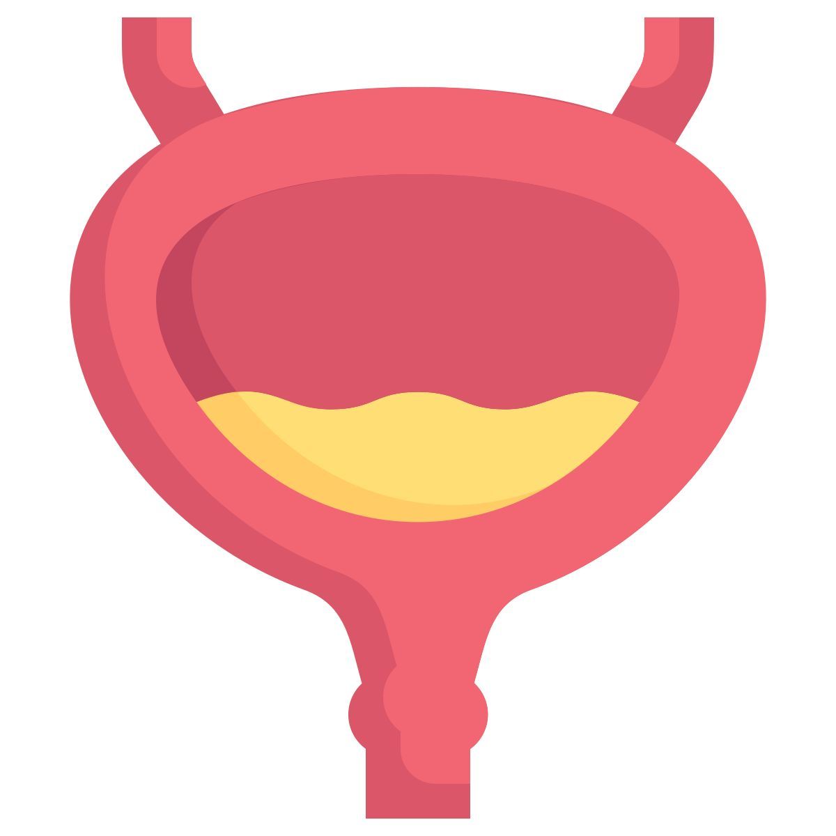 anatomy icon