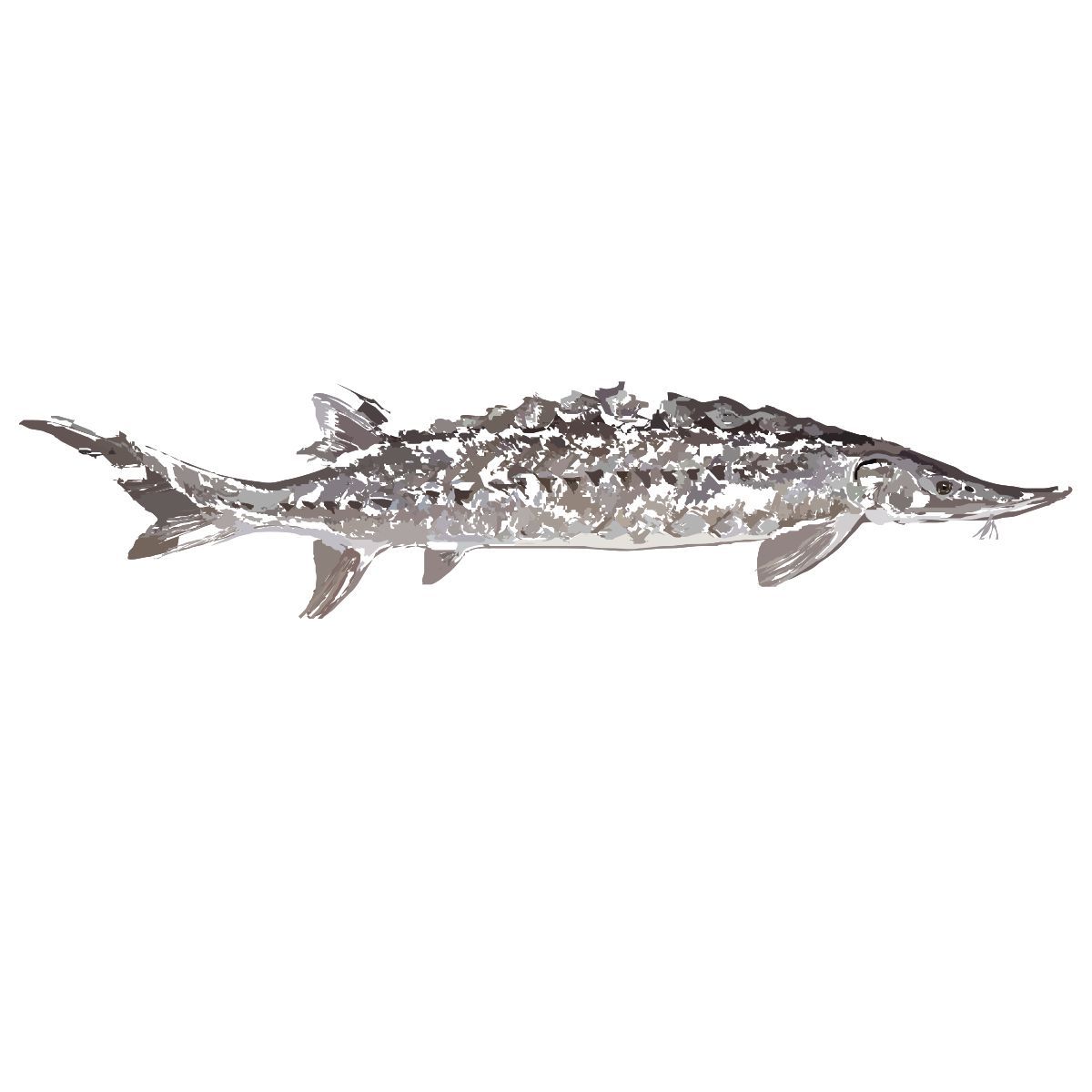 sturgeon icon