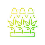 external Cultivation-cannabis-others-papa-vector icon