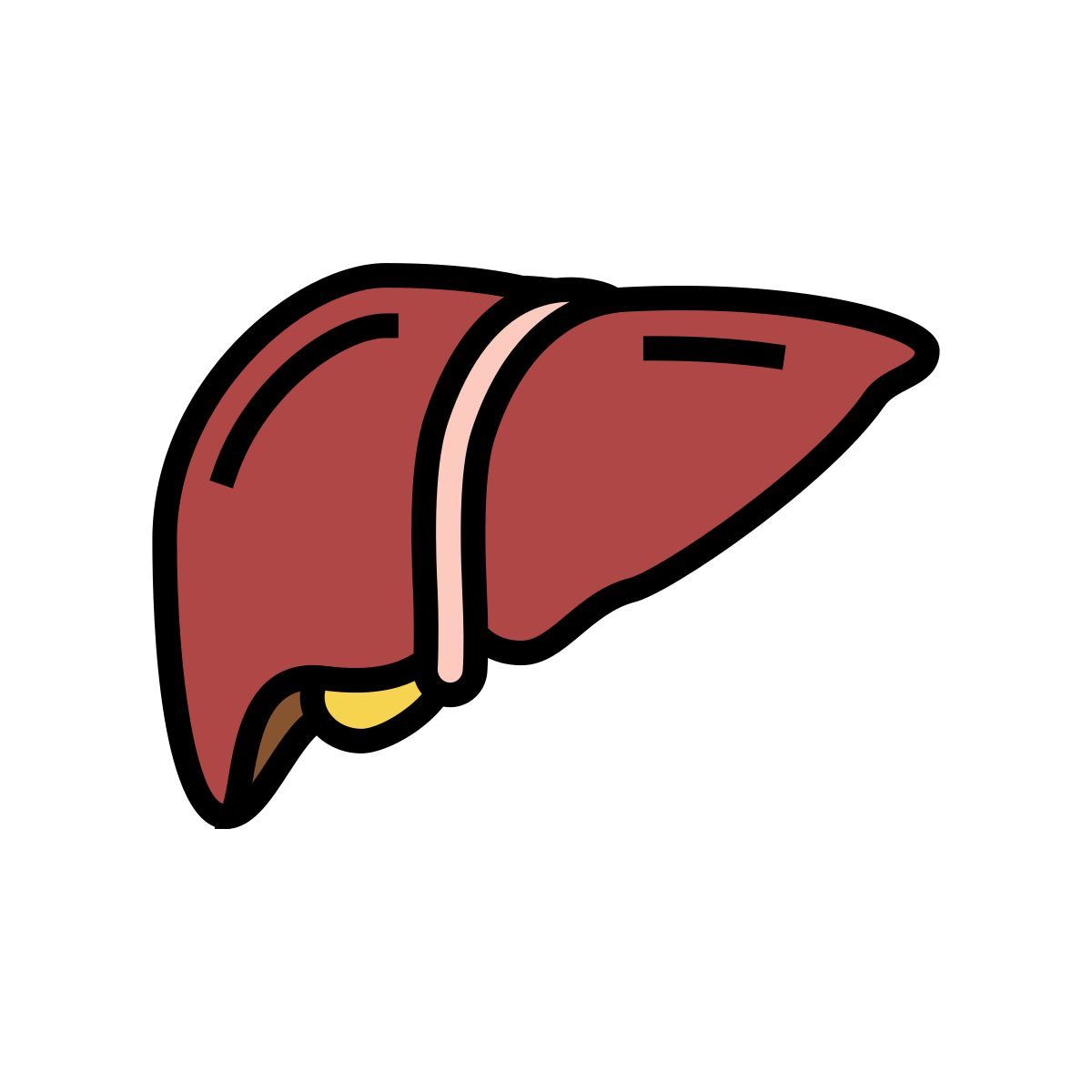 hígado icon