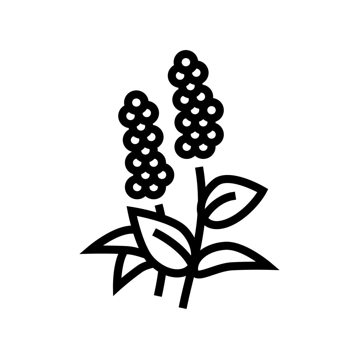 patchuli icon