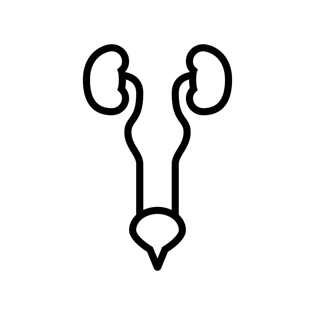 urinary system icon