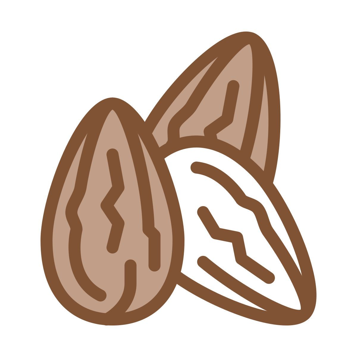 cocoa beans icon