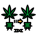 external cloning-cannabis-photo3ideastudio-lineal-color-photo3ideastudio icon