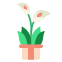 external calla-lily-indoor-plant-rabit-jes-flat-rabit-jes icon