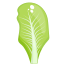 Cabbage Leaf icon