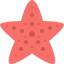 external starfish-summer-tulpahn-flat-tulpahn icon