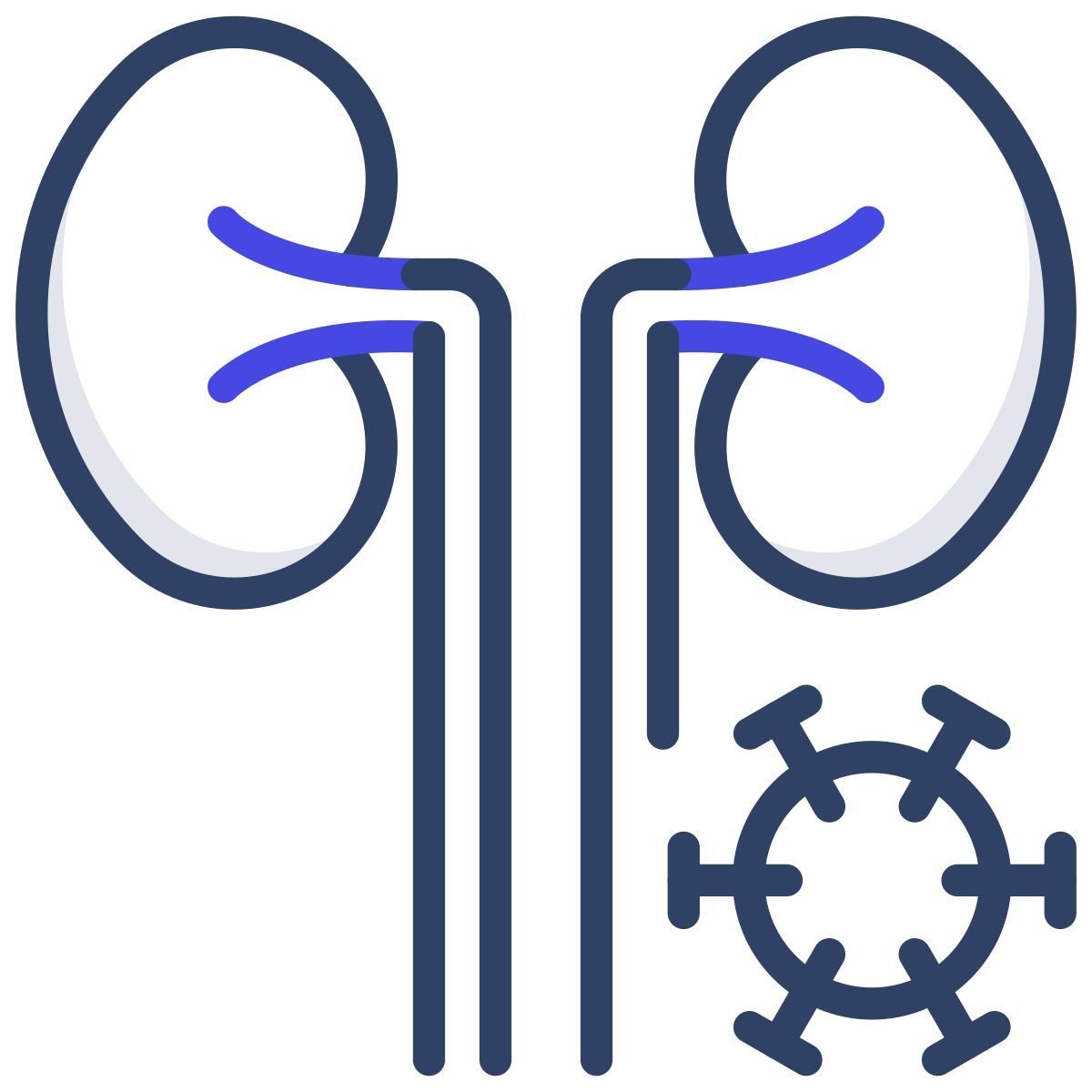 kidney icon