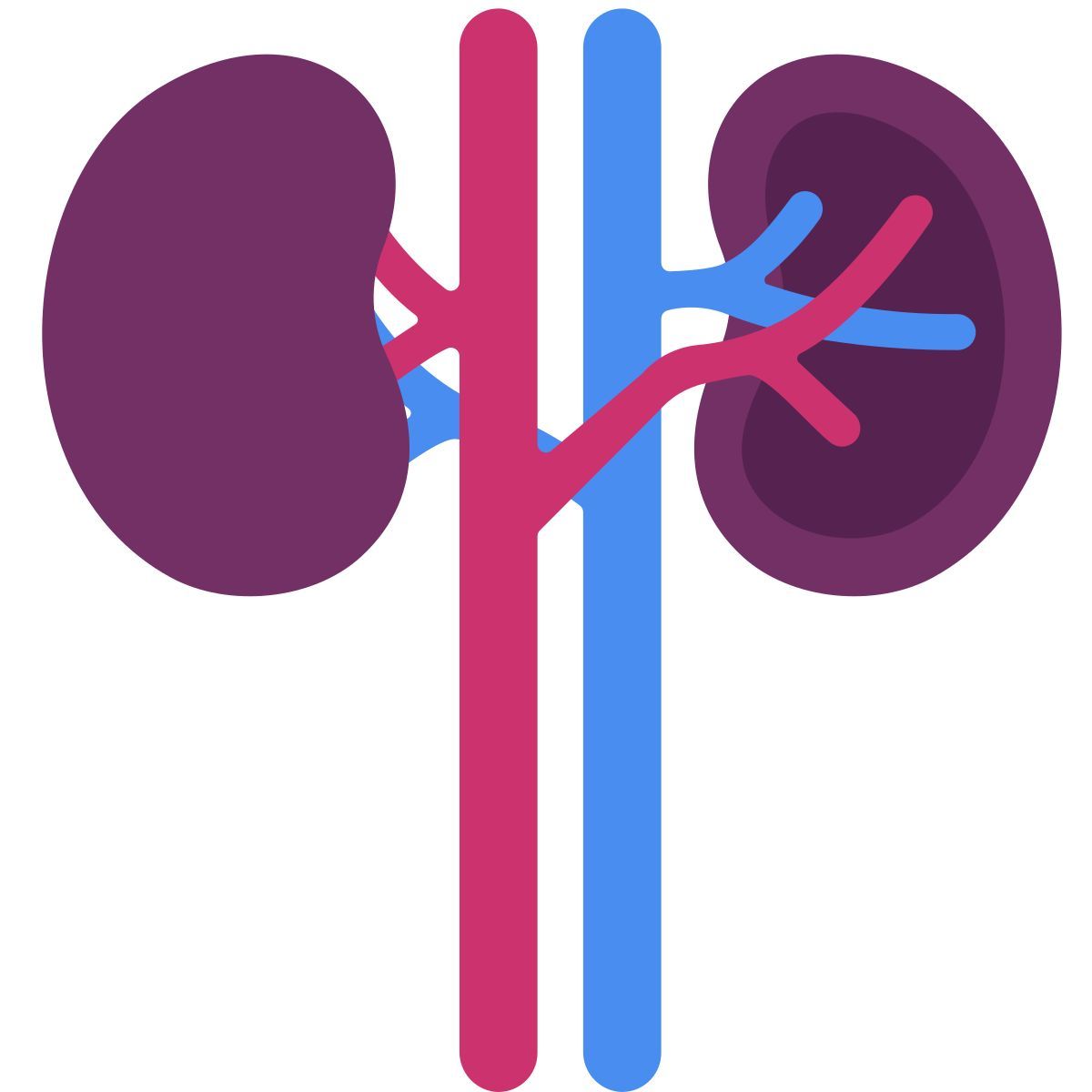kidney icon