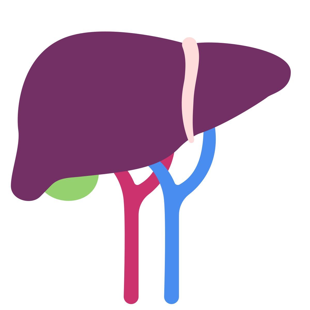 liver icon