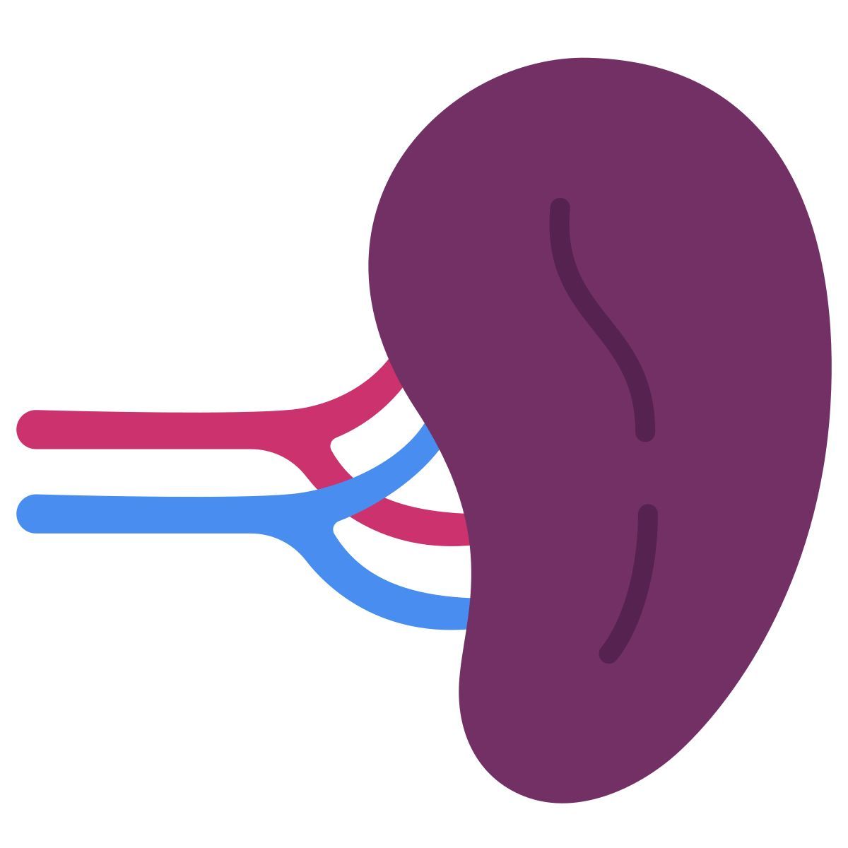 spleen icon