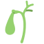 external gallbladder-internal-human-organs-victoruler-flat-victoruler icon